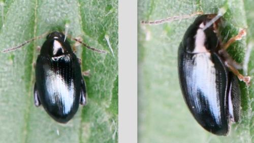 Psylliodes sp.